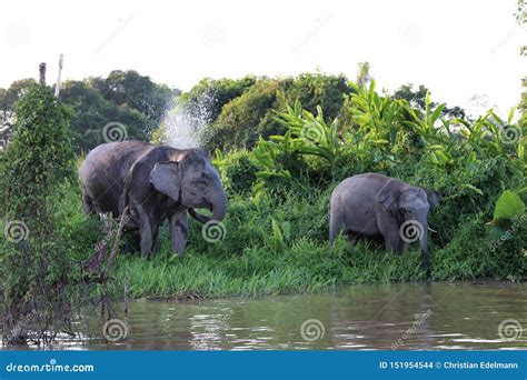 Borneo Pygmy Elephants Elephas Maximus Borneensis - Borneo Malaysia ...