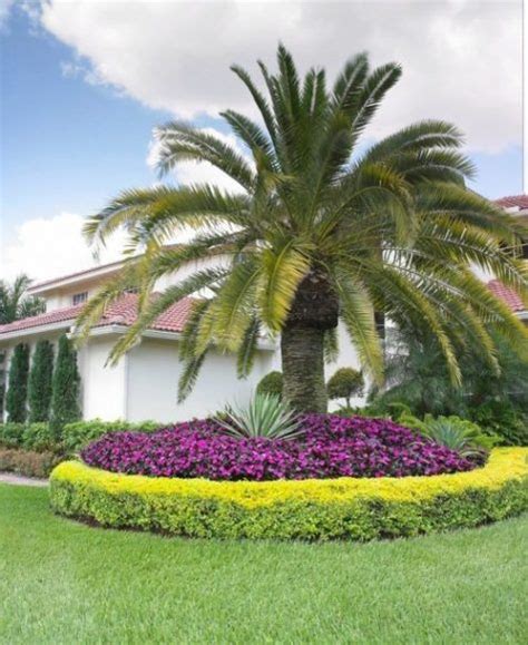 Palmera Canaria Phoenix Canariensis Caracter Sticas Propagaci N Y