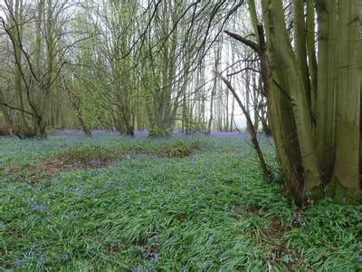 shrawley history society