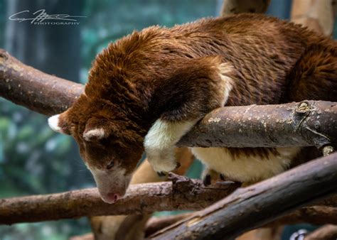 Tree Kangaroo At The Cleveland Zoo Craig Markert Flickr