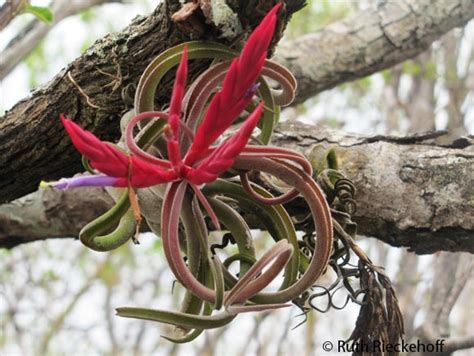 El Imposible National Park: Hiking in El Salvador - Tanama Tales | El ...