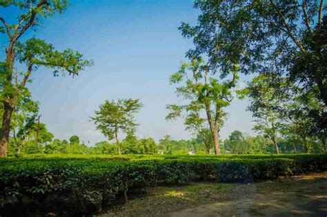 15 Famous Tea Gardens In Assam Oddessemania