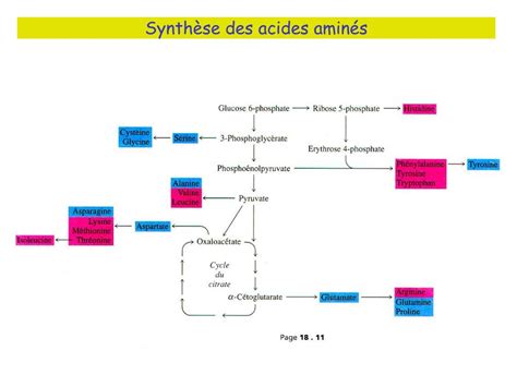 PPT Métabolisme des acides aminés PowerPoint Presentation free