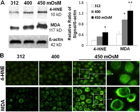 Oxidative Biomarkers For Cell Membrane Lipid Peroxidation A Western