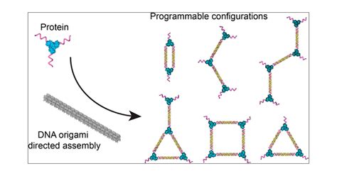 Dna Nanostructure Guided Assembly Of Proteins Into Programmable Shapes