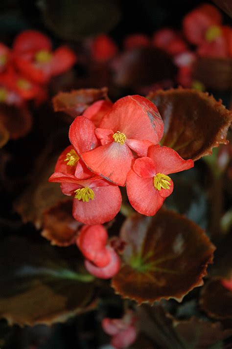 Nightife Red Begonia Buchanan S Native Plants