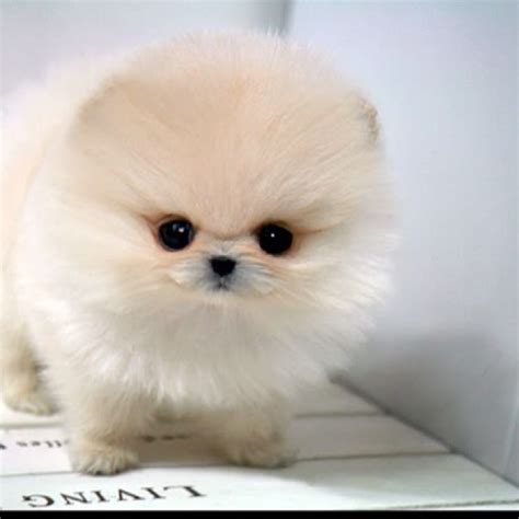 Teacup Pomeranian Wallpaper - WallpaperSafari