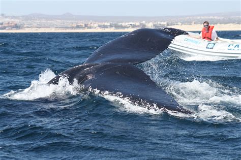 Whale Watching, Cabo San Lucas, Mexico | Cabo san lucas, San lucas ...