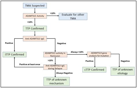 Jcm Free Full Text Thrombotic Thrombocytopenic Purpura