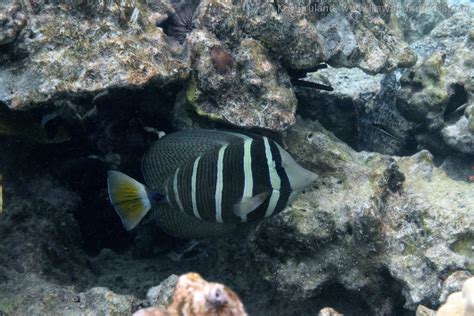 Sailfin Tang Zebrasoma Veliferum Dsc Kris Bruland