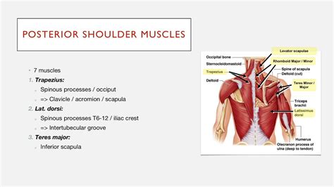 Posterior Shoulder Anatomy Diagram