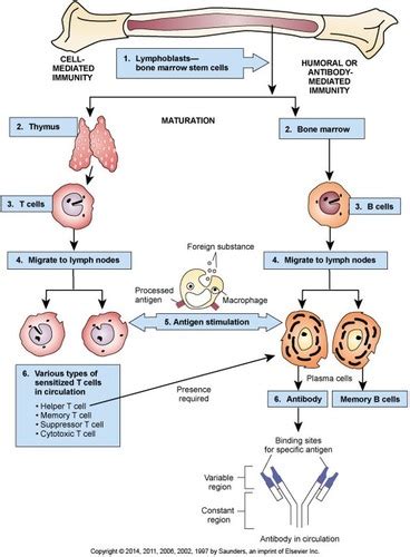 Unit 4 Immunology Part 1 Flashcards Quizlet