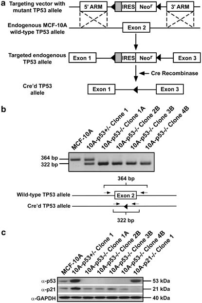 Creation And Confirmation Of Tp53 Gene Knockout In Mcf 10a Cells A A