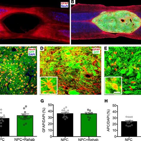 Engraftment And Differentiation Of Transplanted Neural Progenitor Download Scientific Diagram