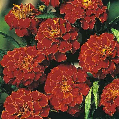 French Marigold Scarlet Sophia Marigold Australian Seed