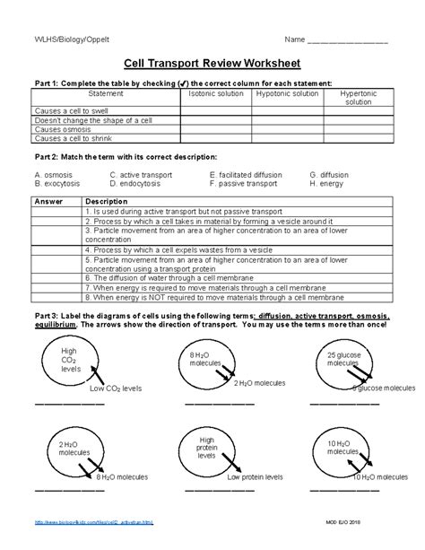 Handout Cell Transport Review Worksheet Wlhs Biology Oppelt Name