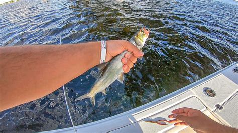 Saltwater Bridge Fishing With Live Shrimp Youtube