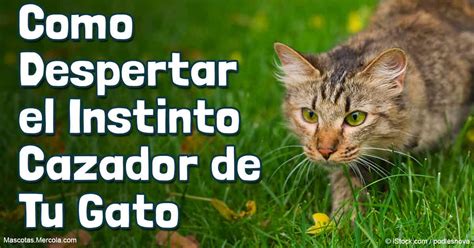 Capacidades De Un Gato Para Cazar