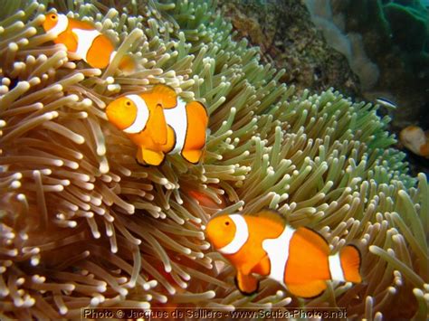 5-clownfish-1298-m1-great-barrier-reef.jpg