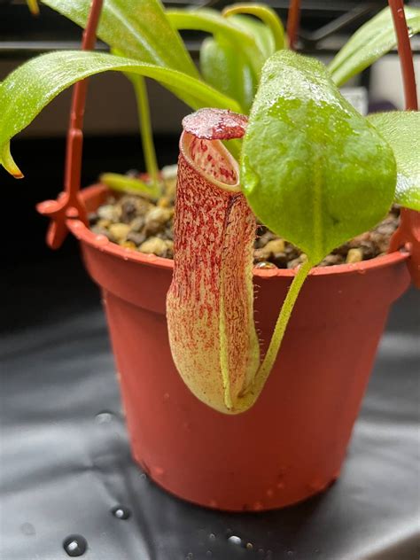 Nepenthes Maxima Be Torai S Garden