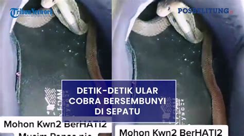 Detik Detik Ular Cobra Bersembunyi Di Sepatu Berlindung Dari Cuaca