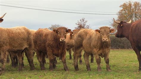 VENTE VIDEO DE 68 BROUTARDS CROISES CHAROLAIS SALERS DU MARDI 15