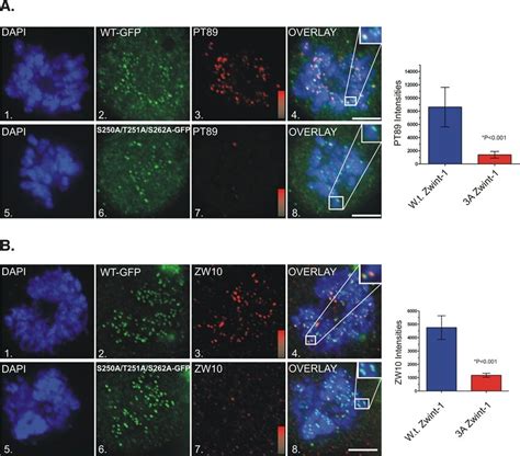 Impact Of Triple A Mutant Zwint Expression On Kinetochore Dynein And