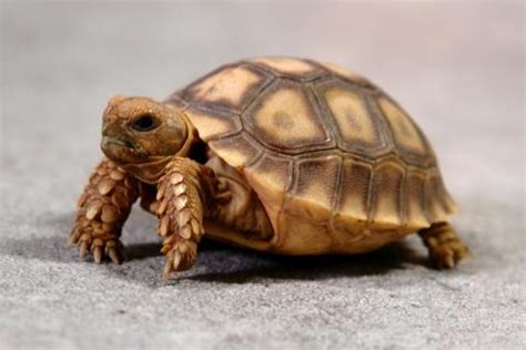 TONS of different box turtle species in stock NOW! | Tortoise Forum