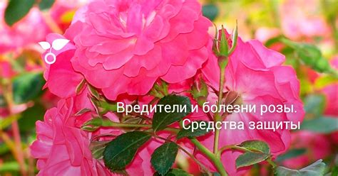 Вредители и болезни розы. Средства защиты. Обработка, лечение ...