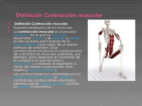 Contraccion Muscular