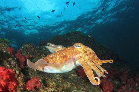 Are Cuttlefish Dangerous? - American Oceans