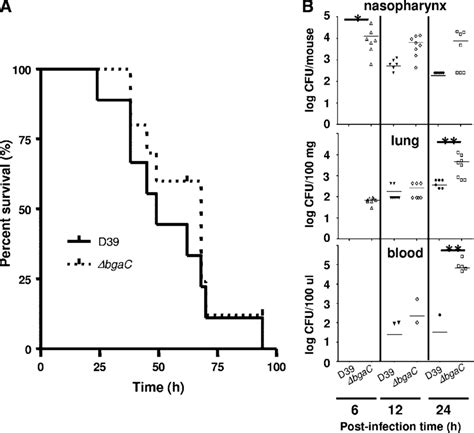 No Attenuated Virulence But Higher Colonization Levels Of The Bgac