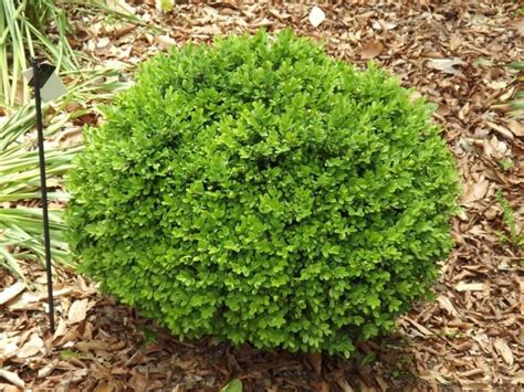 Buxus Sempervirens Suffruticosa English Boxwood Edging Boxwood