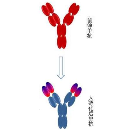 抗体人源化 上海启文生物科技有限公司