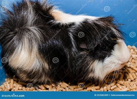 Portrait Of A Cute Domestic Guinea Pig Close Uplatin Name Cavia