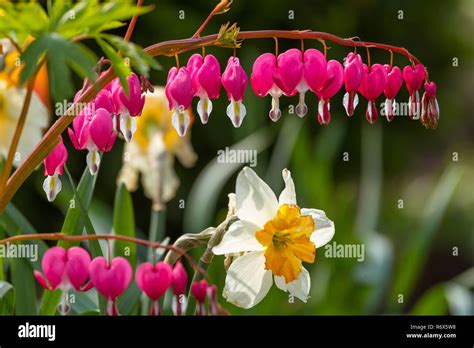 Heart shaped flowers in the garden Stock Photo - Alamy