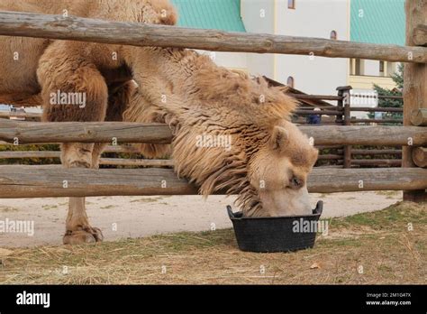 Two Hump Camel Zoo Hi Res Stock Photography And Images Alamy