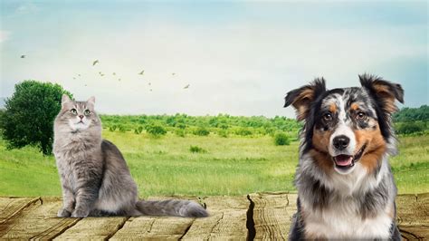 Корм для кошек Lifecat, корм для собак Lifedog