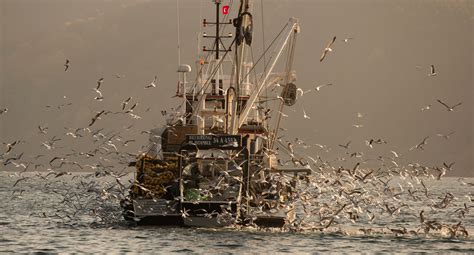 El Gobierno Aprueba El Proyecto Para Reformar La Ley De Pesca Mar Tima