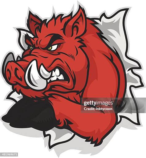 72 Razorback Hog Stock Photos, High-Res Pictures, and Images - Getty Images