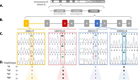 A Schematic Representation Of Cyp D Gene Cluster And Dna Sequence