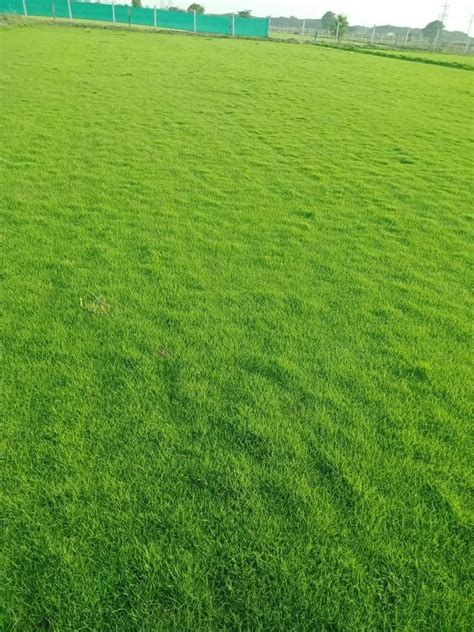 Green Rectangular Nilgiri Grass Natural Carpet For Garden 4 Feet At