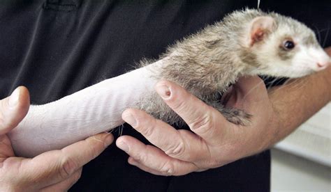 The Sport Of Putting Ferrets In Your Pants Ferret Legging Gallery