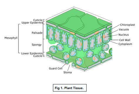 Transport In Plants Structure Of A Plant GCSE Biology Study Mind