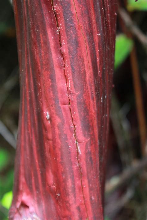 Manzanita Trunk New River Area Of Critical Environmental C Flickr