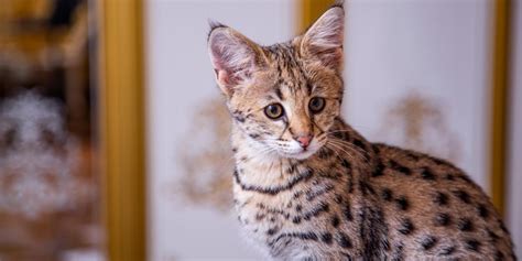 Savannah Cat Breed: Size, Appearance & Personality