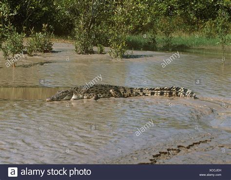 Saltwater Crocodile The Mud High Resolution Stock Photography And