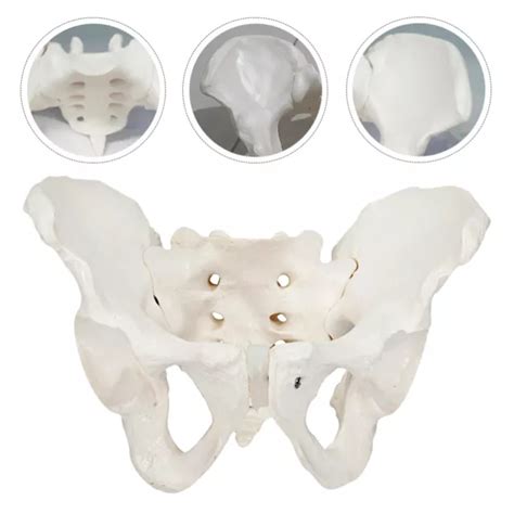 ANATOMICAL PELVIS MODEL Hip Bone Pelvic Female Skeletal PVC Orthopedic