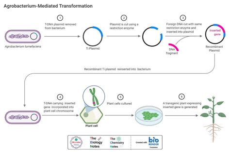 Horizontal Gene Transfer In Prokaryotes And Eukaryotes