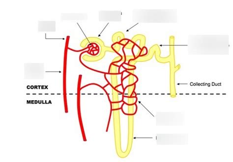 Nephron And Associated Blood Vessels Diagram Quizlet